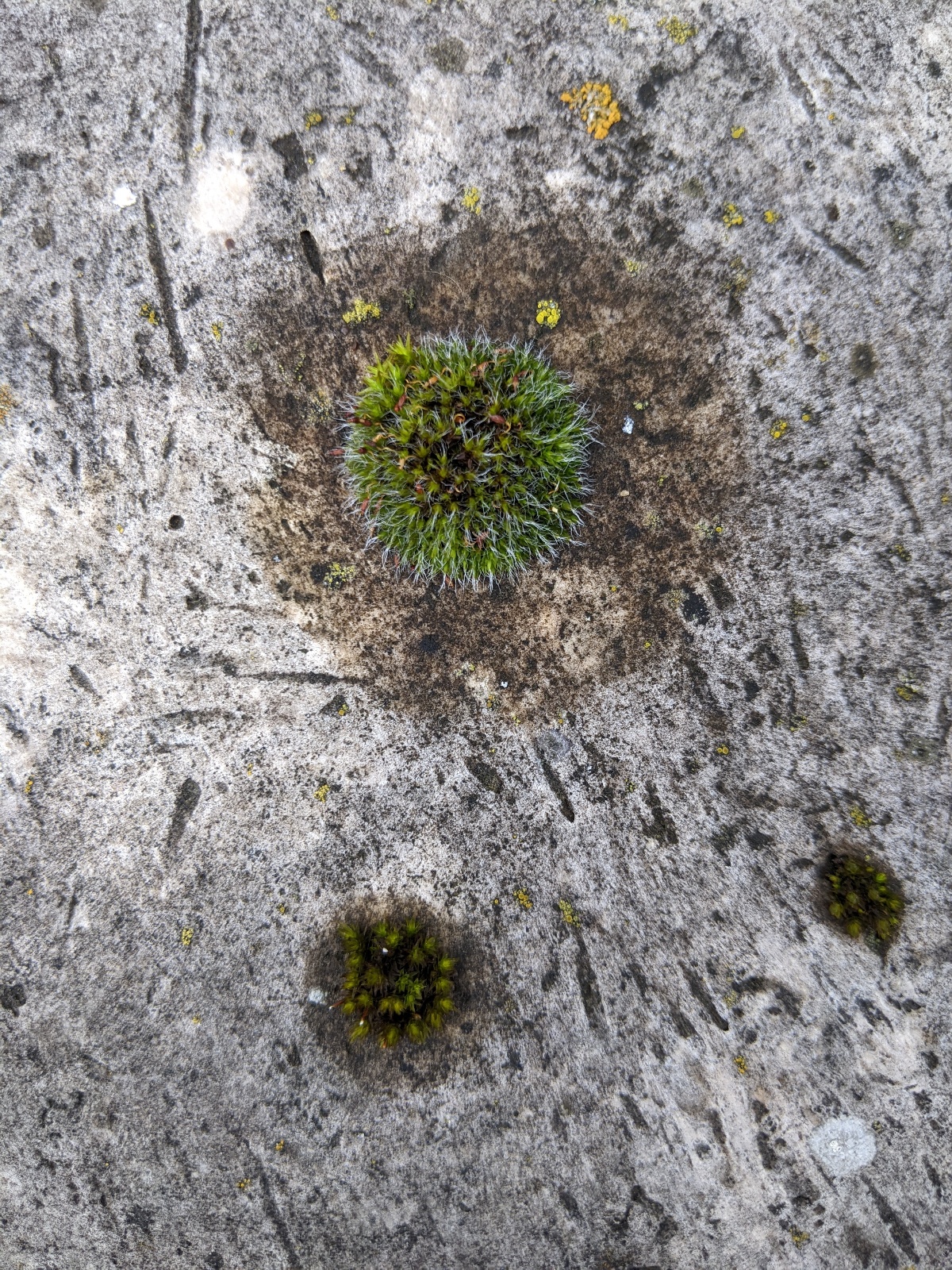 Concrete moss chair